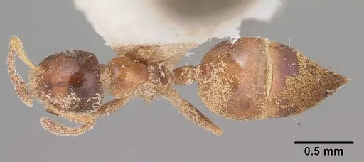 Crematogaster rasoherinae specimen CASENT0102958 image casent0102958_1
