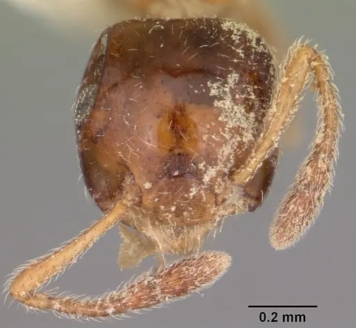 Crematogaster rasoherinae specimen CASENT0102958 image casent0102958_2