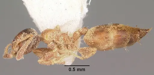 Crematogaster rasoherinae specimen CASENT0102958 image casent0102958_3