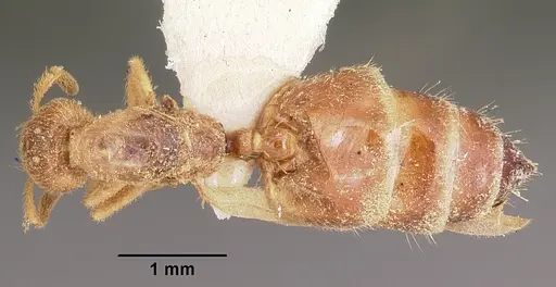 Crematogaster rasoherinae specimen CASENT0104931 image casent0104931_1