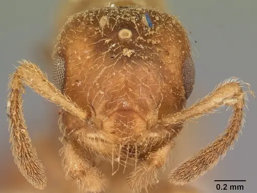 Crematogaster rasoherinae specimen CASENT0104931 image casent0104931_2