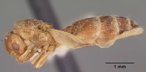Crematogaster rasoherinae specimen CASENT0104931 image casent0104931_3