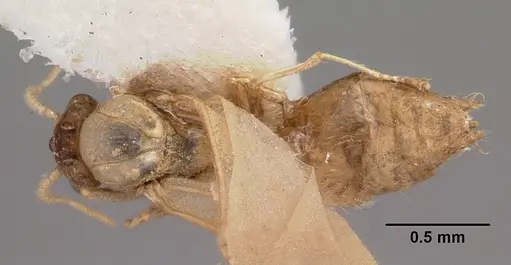 Crematogaster rasoherinae specimen CASENT0104932 image casent0104932_1