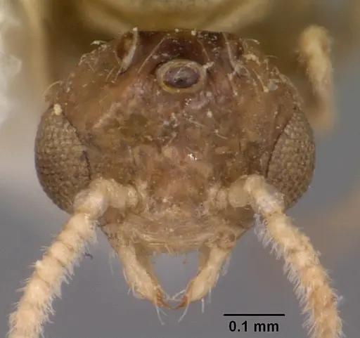 Crematogaster rasoherinae specimen CASENT0104932 image casent0104932_2