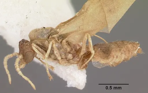 Crematogaster rasoherinae specimen CASENT0104932 image casent0104932_3
