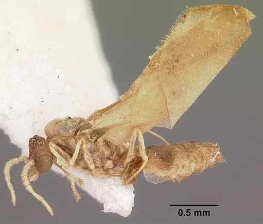 Crematogaster rasoherinae specimen CASENT0104932 image casent0104932_4
