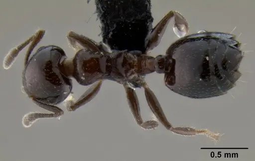 Crematogaster rasoherinae specimen CASENT0120911 image casent0120911_1
