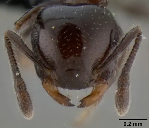 Crematogaster rasoherinae specimen CASENT0120911 image casent0120911_2