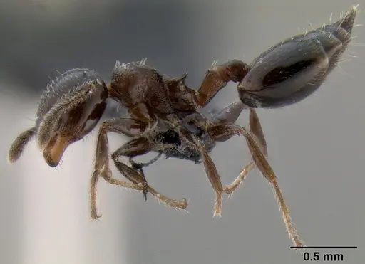 Crematogaster rasoherinae specimen CASENT0120911 image casent0120911_3
