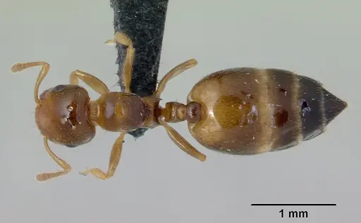 Crematogaster rasoherinae specimen CASENT0132393 image casent0132393_1