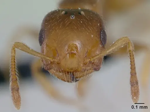Crematogaster rasoherinae specimen CASENT0132393 image casent0132393_2