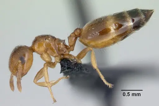 Crematogaster rasoherinae specimen CASENT0132393 image casent0132393_3