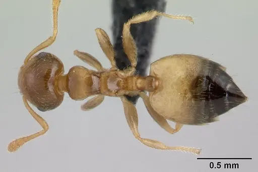 Crematogaster rasoherinae specimen CASENT0134848 image casent0134848_1