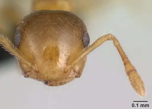 Crematogaster rasoherinae specimen CASENT0134848 image casent0134848_2