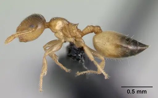 Crematogaster rasoherinae specimen CASENT0134848 image casent0134848_3