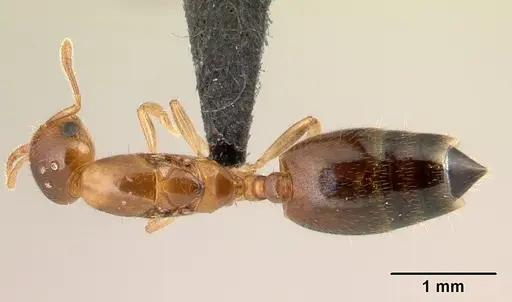 Crematogaster rasoherinae specimen CASENT0136650 image casent0136650_1
