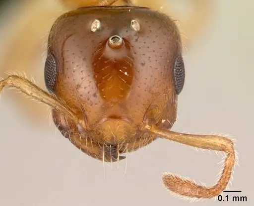 Crematogaster rasoherinae specimen CASENT0136650 image casent0136650_2