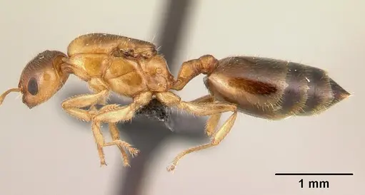 Crematogaster rasoherinae specimen CASENT0136650 image casent0136650_3