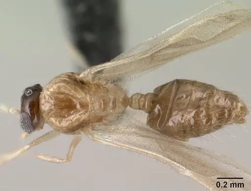 Crematogaster rasoherinae specimen CASENT0138482 image casent0138482_1