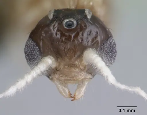 Crematogaster rasoherinae specimen CASENT0138482 image casent0138482_2