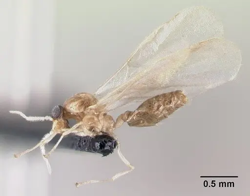 Crematogaster rasoherinae specimen CASENT0138482 image casent0138482_4