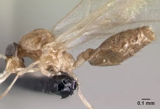 Crematogaster rasoherinae specimen CASENT0138482 image casent0138482_5