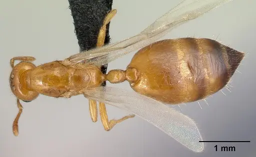 Crematogaster rasoherinae specimen CASENT0146219 image casent0146219_1