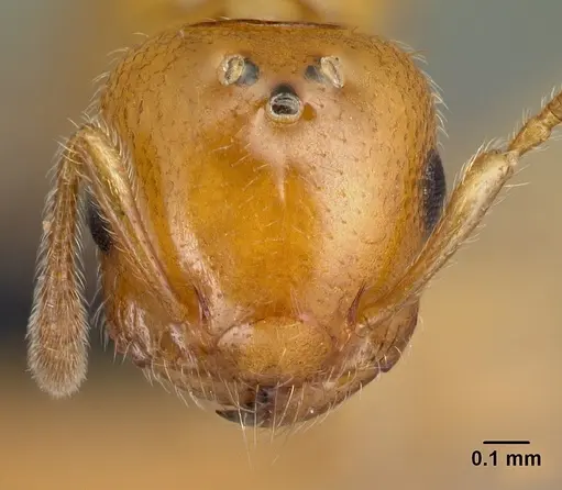 Crematogaster rasoherinae specimen CASENT0146219 image casent0146219_2