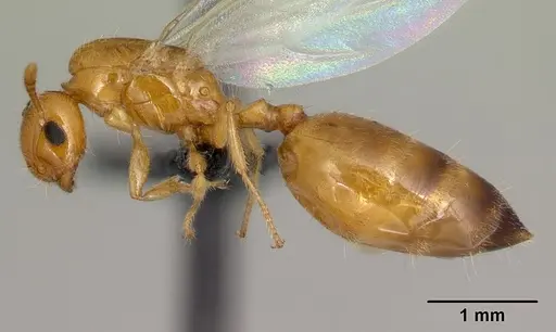 Crematogaster rasoherinae specimen CASENT0146219 image casent0146219_3