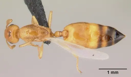 Crematogaster rasoherinae specimen CASENT0146298 image casent0146298_1