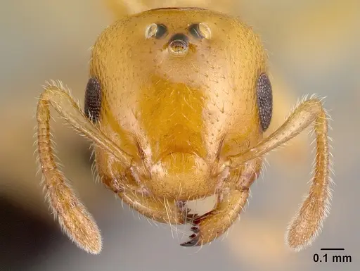Crematogaster rasoherinae specimen CASENT0146298 image casent0146298_2