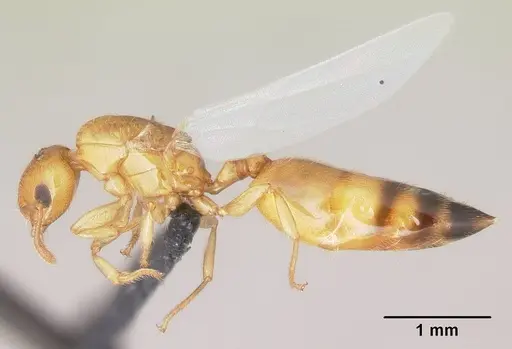 Crematogaster rasoherinae specimen CASENT0146298 image casent0146298_3