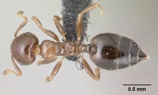 Crematogaster rasoherinae specimen CASENT0146370 image casent0146370_1