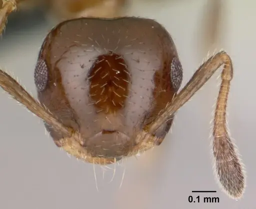 Crematogaster rasoherinae specimen CASENT0146370 image casent0146370_2