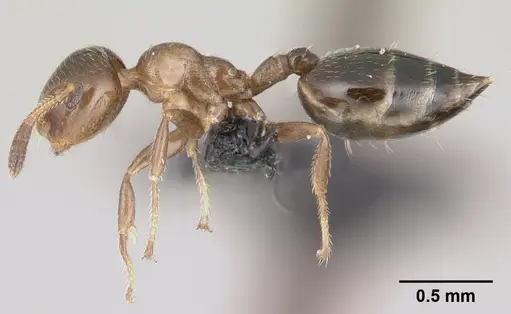 Crematogaster rasoherinae specimen CASENT0146370 image casent0146370_3
