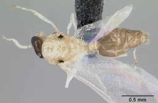 Crematogaster rasoherinae specimen CASENT0147127 image casent0147127_1