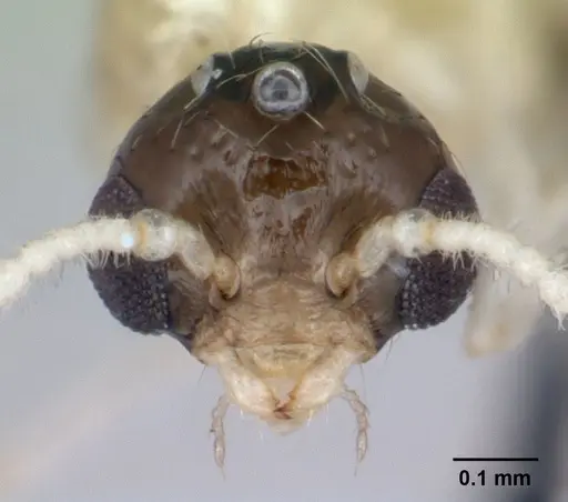 Crematogaster rasoherinae specimen CASENT0147127 image casent0147127_2