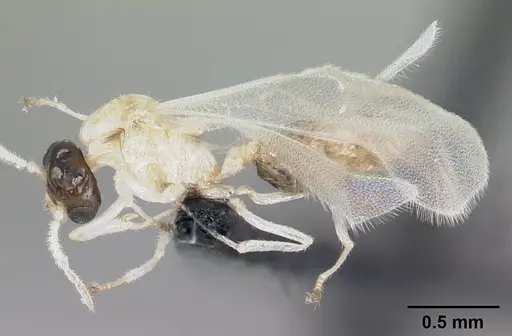 Crematogaster rasoherinae specimen CASENT0147127 image casent0147127_3