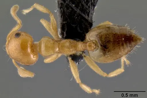 Crematogaster rasoherinae specimen CASENT0147430 image casent0147430_1