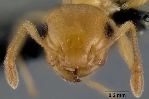 Crematogaster rasoherinae specimen CASENT0147430 image casent0147430_2