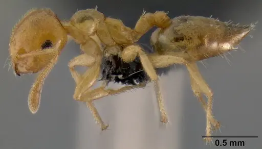 Crematogaster rasoherinae specimen CASENT0147430 image casent0147430_3