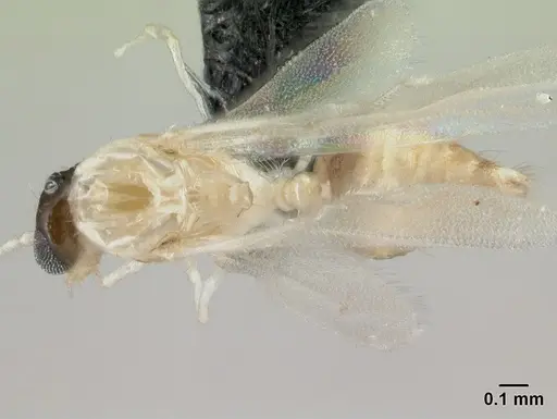 Crematogaster rasoherinae specimen CASENT0147459 image casent0147459_1