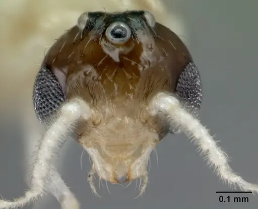 Crematogaster rasoherinae specimen CASENT0147459 image casent0147459_2