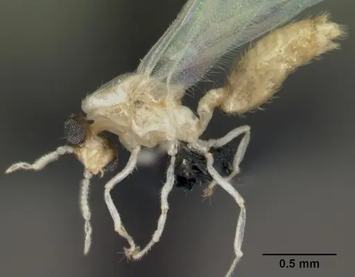 Crematogaster rasoherinae specimen CASENT0147459 image casent0147459_3