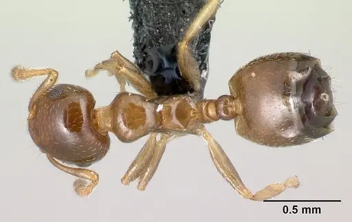 Crematogaster rasoherinae specimen CASENT0148602 image casent0148602_1