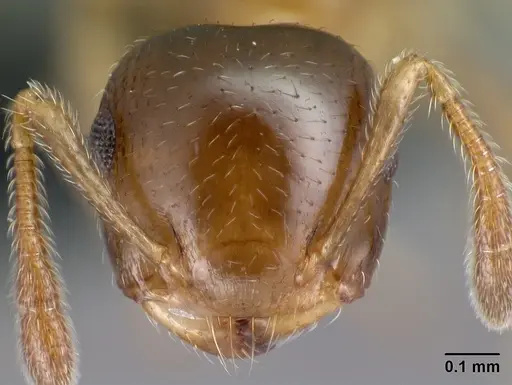 Crematogaster rasoherinae specimen CASENT0148602 image casent0148602_2