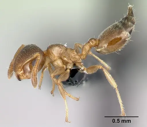 Crematogaster rasoherinae specimen CASENT0148602 image casent0148602_3
