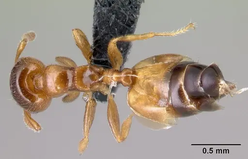 Crematogaster rasoherinae specimen CASENT0149742 image casent0149742_1