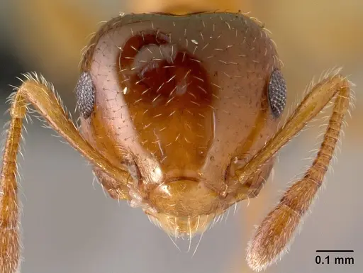 Crematogaster rasoherinae specimen CASENT0149742 image casent0149742_2