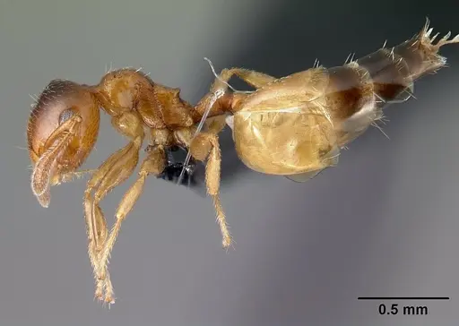 Crematogaster rasoherinae specimen CASENT0149742 image casent0149742_3